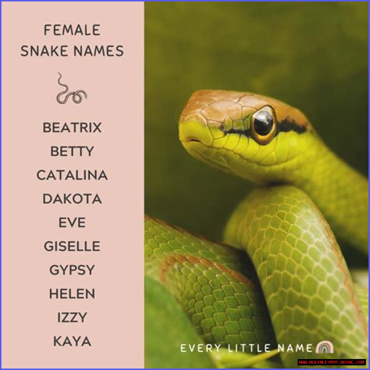 Exploring Intriguing Snake Names: A Comprehensive Guide