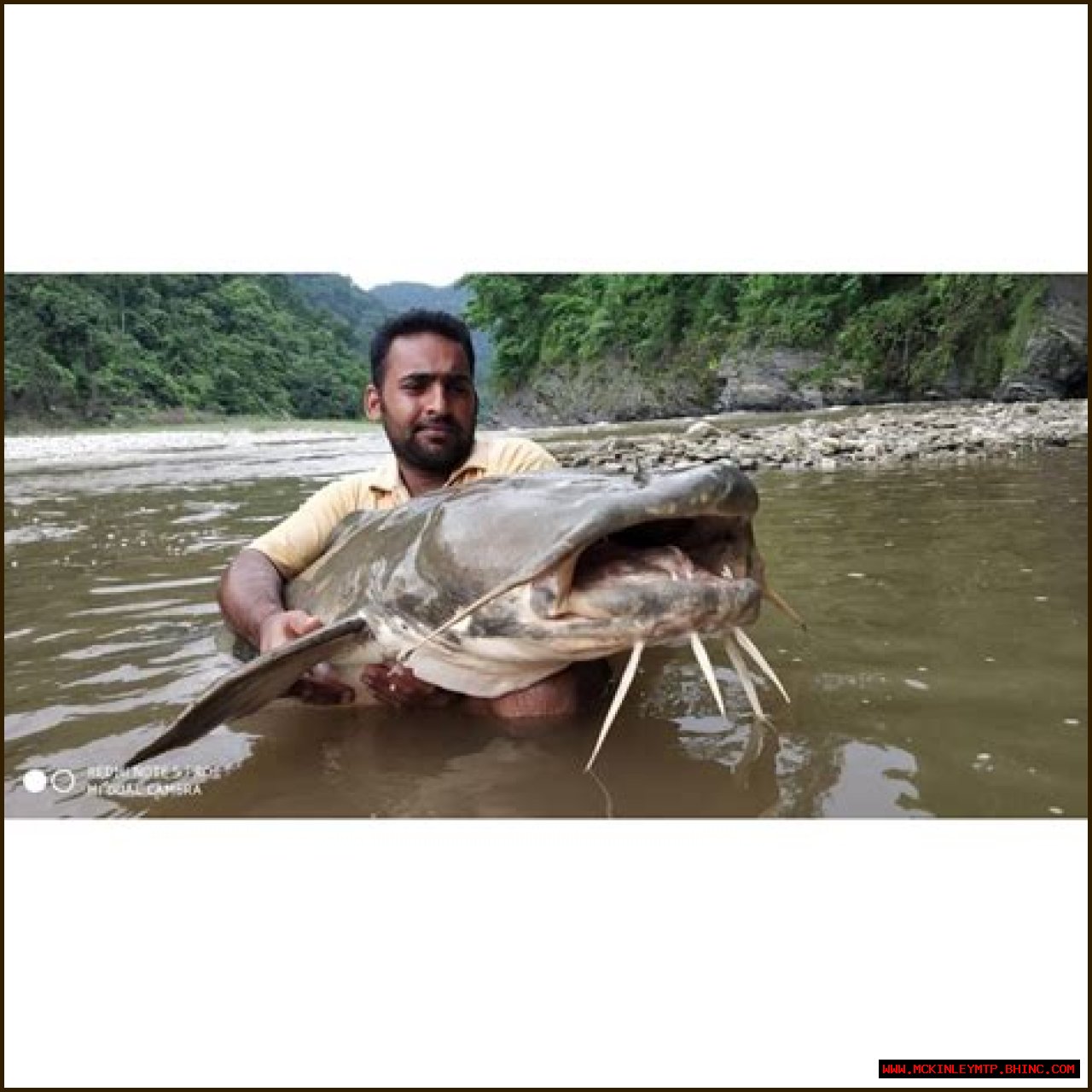 Unveiling The Mystique Of Isaac Catfish: The Enigma Of The Aquatic World